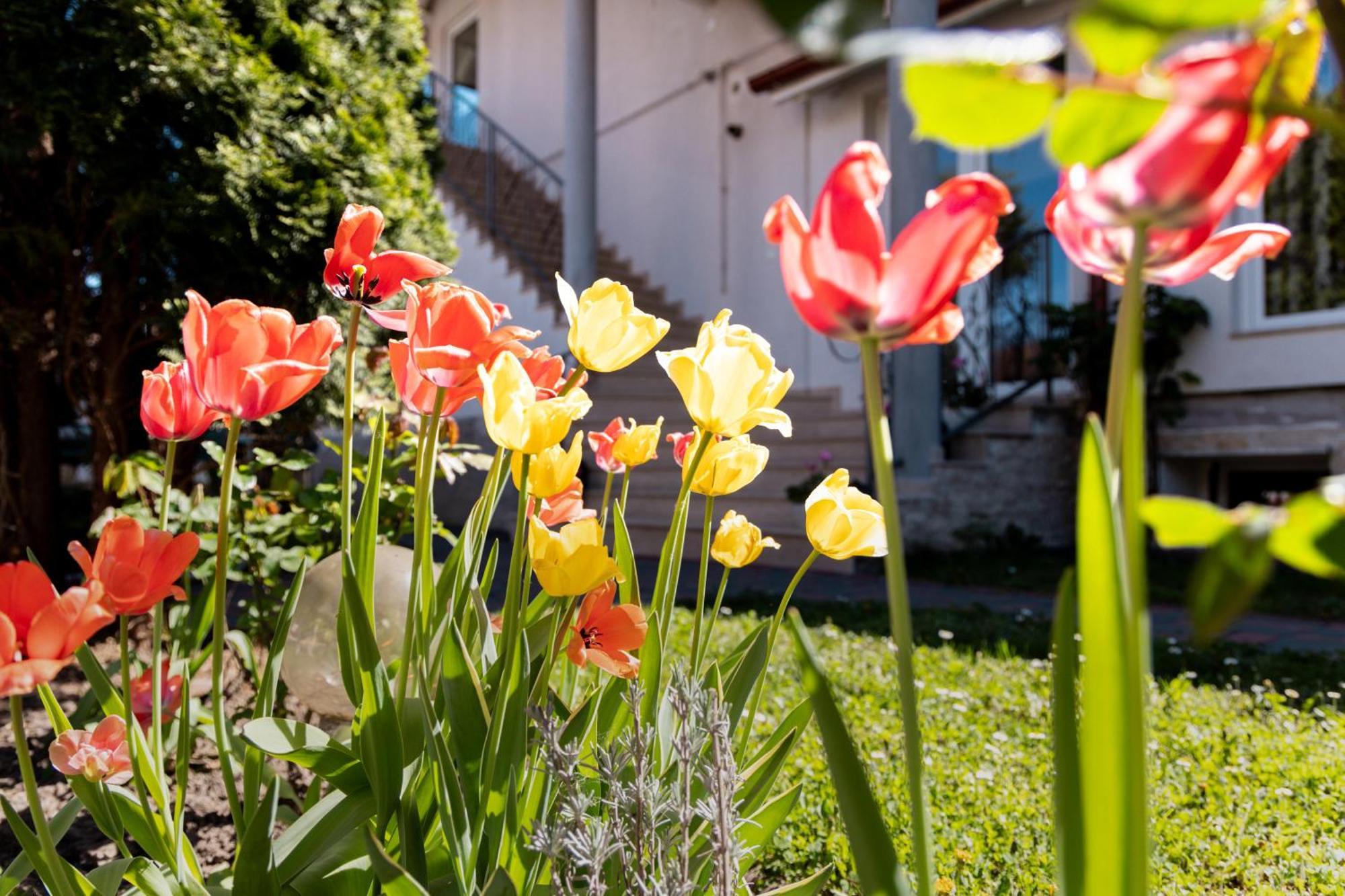 Green Garden Avrig Dış mekan fotoğraf